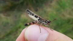 Aiolopus thalassinus corsicus