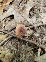 Lactarius quietus incanus
