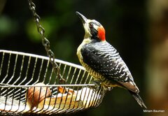 Melanerpes pucherani
