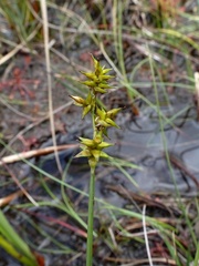 Carex echinata