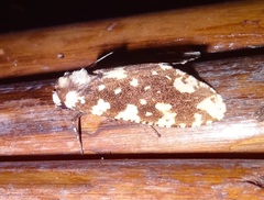 Arctiinae