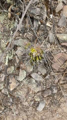 Echinopsis bridgesii
