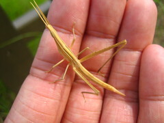 Achurum carinatum