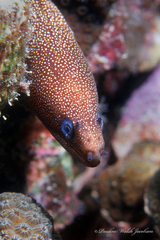 Gymnothorax miliaris