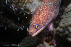 Gymnothorax miliaris