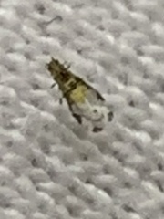 Sarucallis kahawaluokalani