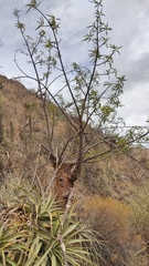 Vasconcellea quercifolia