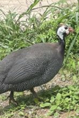 Numida meleagris domesticus