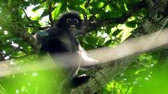 Trachypithecus obscurus