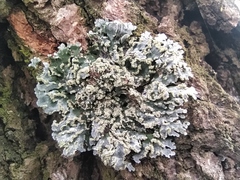 Physconia enteroxantha