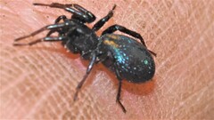 Zodariidae