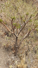 Vasconcellea quercifolia