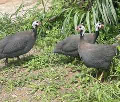 Numida meleagris domesticus