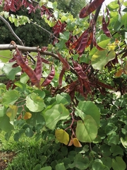 Cercis siliquastrum