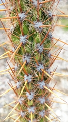 Oreocereus pseudofossulatus