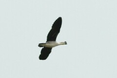 Sarkidiornis melanotos