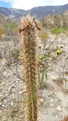 Oreocereus pseudofossulatus