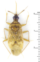 Anthocoridae