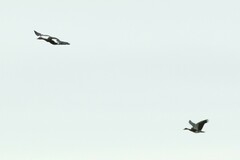 Plectropterus gambensis