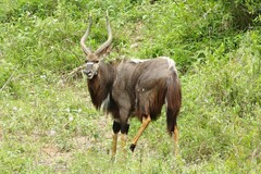 Tragelaphus angasii