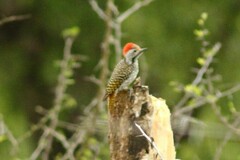 Chloropicus fuscescens