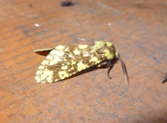 Symphlebia