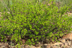 Bursera epinnata
