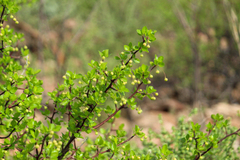 Bursera epinnata