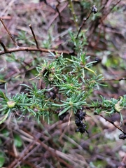 Santolina rosmarinifolia