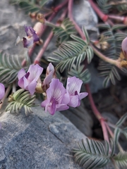 Astragalus