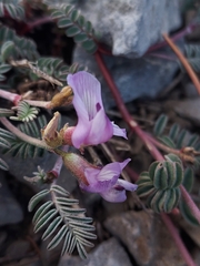 Astragalus
