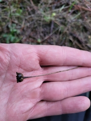 Santolina rosmarinifolia