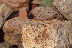 Urosaurus nigricauda