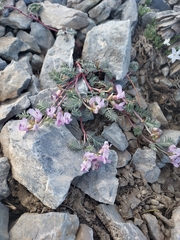 Astragalus