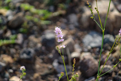 Boerhavia xantii