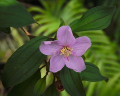 Melastoma malabathricum
