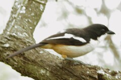 Laniarius ferrugineus