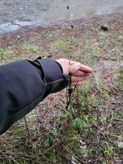 Santolina rosmarinifolia