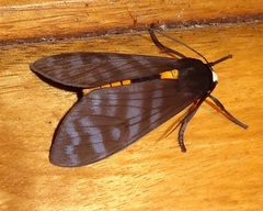 Pachydota