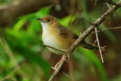 Cisticola erythrops