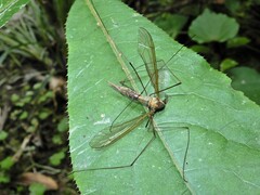 Leptotarsus albistigma