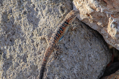 Urosaurus nigricauda