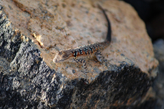 Urosaurus nigricauda