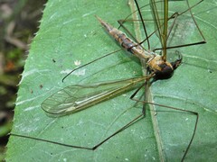Leptotarsus albistigma