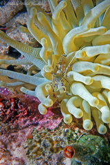 Periclimenes yucatanicus