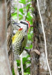 Xiphidiopicus percussus