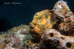 Antennarius multiocellatus