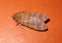 Pachydota