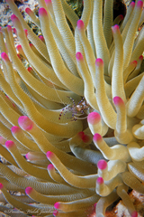 Periclimenes yucatanicus