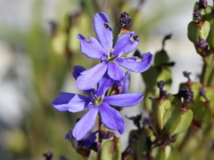 Aristea rigidifolia